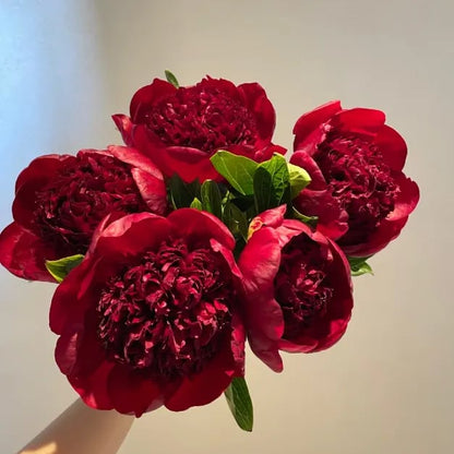 The Empress Peony Collection - A Royal Garden, Effortlessly - 1+1 FREE