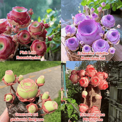The Everose Succulent - The Rose That Never Dies - 50% OFF