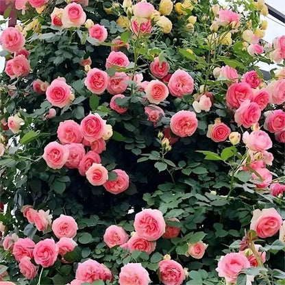 EverBloom Rose Seeds - A Living Wall of Flowers. + 50% OFF