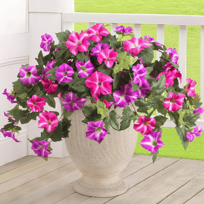 EverBloom Petunias - A Perfect Garden, Effortlessly - 50% OFF