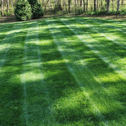 EverLawn Seed - A Perfect Lawn, With Less Work - 50% OFF