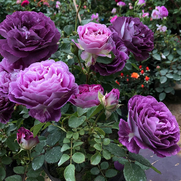 Ever Bloom Roses EverBloom Rose Seeds - A Living Wall of Flowers. + 50% OFF – Evaberry