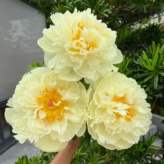 The Empress Peony Collection - A Royal Garden, Effortlessly - 1+1 FREE