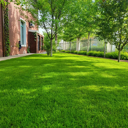 EverLawn Seed - A Perfect Lawn, With Less Work - 50% OFF