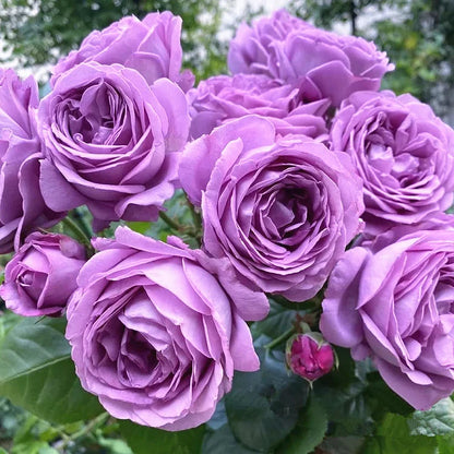 EverBloom Rose Seeds - A Living Wall of Flowers. + 50% OFF