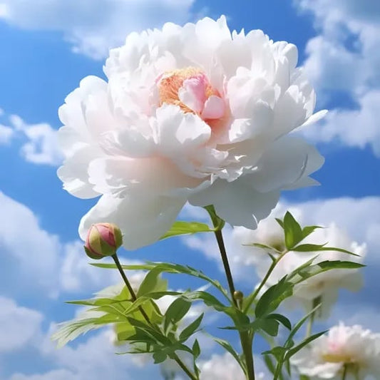 The Empress Peony Collection - A Royal Garden, Effortlessly - 1+1 FREE