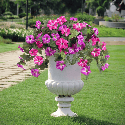 EverBloom Petunias - A Perfect Garden, Effortlessly - 50% OFF