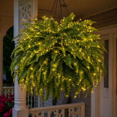 Fernglow – Lit Boston Fern, No Watering Hanging Plant + 50% OFF